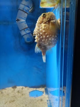 越前松島水族館に投稿された画像（2025/8/24）