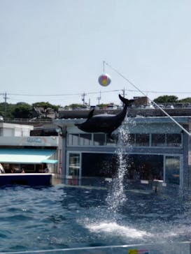 越前松島水族館に投稿された画像（2025/8/24）