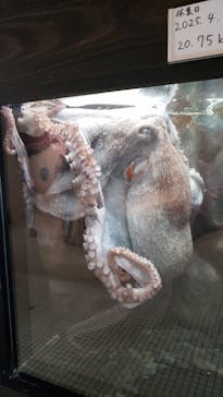 越前松島水族館に投稿された画像（2025/8/24）