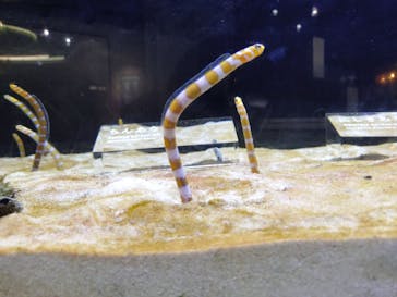 京都水族館に投稿された画像（2025/8/24）