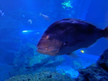 京都水族館に投稿された画像（2025/8/24）