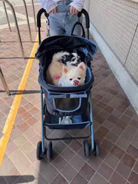 Pet博2025 福岡に投稿された画像（2025/8/25）