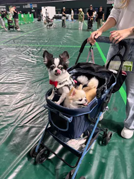 Pet博2025 福岡に投稿された画像（2025/8/25）