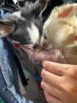 Pet博2025 福岡に投稿された画像（2025/8/25）