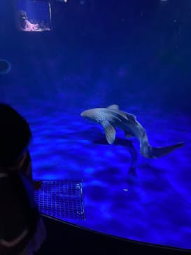 新江ノ島水族館に投稿された画像（2025/8/25）
