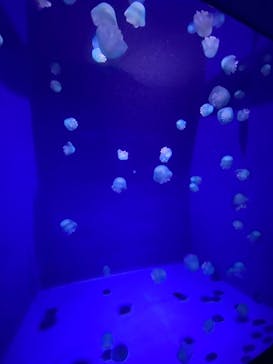 新江ノ島水族館に投稿された画像（2025/8/25）