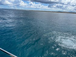 MalDive（モルダイブ）に投稿された画像（2025/8/25）