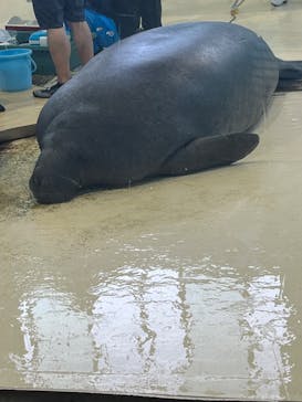 沖縄美ら海水族館に投稿された画像（2025/8/25）