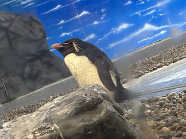 越前松島水族館に投稿された画像（2025/8/25）