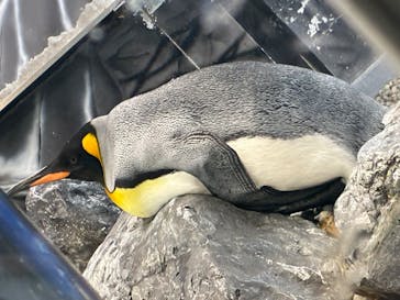 越前松島水族館に投稿された画像（2025/8/25）