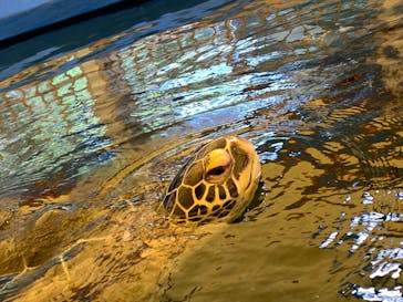 越前松島水族館に投稿された画像（2025/8/25）