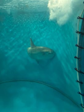越前松島水族館に投稿された画像（2025/8/25）