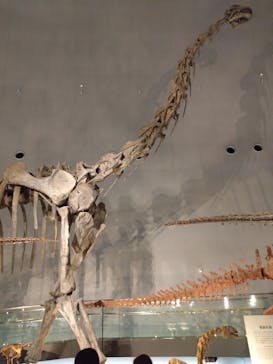 福井県立恐竜博物館に投稿された画像（2025/8/25）