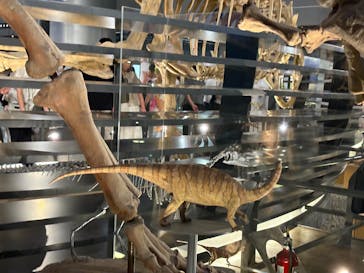 福井県立恐竜博物館に投稿された画像（2025/8/25）