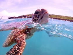 初心者専門宮古島シュノーケリングツアーに投稿された画像（2025/8/25）