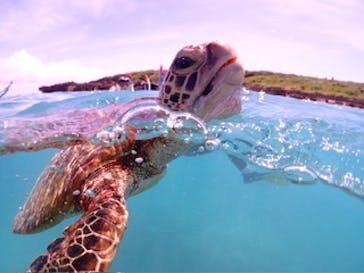 初心者専門宮古島シュノーケリングツアーに投稿された画像（2025/8/25）