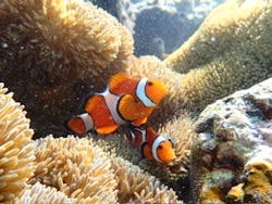 初心者専門宮古島シュノーケリングツアーに投稿された画像（2025/8/25）