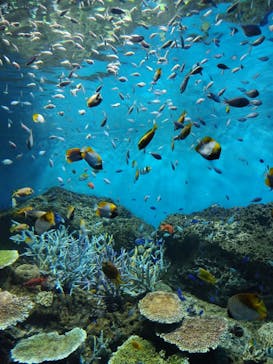 アクアワールド茨城県大洗水族館に投稿された画像（2025/8/25）