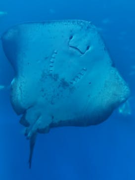 アクアワールド茨城県大洗水族館に投稿された画像（2025/8/25）