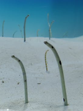 アクアワールド茨城県大洗水族館に投稿された画像（2025/8/25）