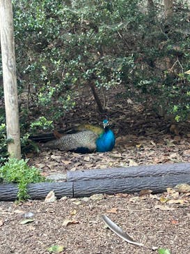 名古屋市東山動植物園に投稿された画像（2025/8/25）