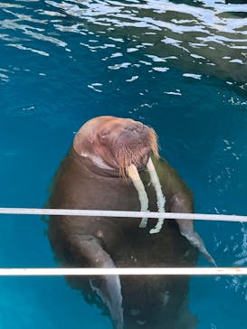 大分マリーンパレス水族館 「うみたまご」に投稿された画像（2025/8/25）