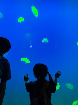 大分マリーンパレス水族館 「うみたまご」に投稿された画像（2025/8/25）