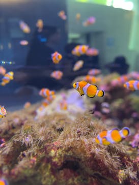 大分マリーンパレス水族館 「うみたまご」に投稿された画像（2025/8/25）
