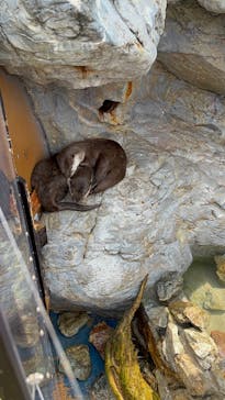 大分マリーンパレス水族館 「うみたまご」に投稿された画像（2025/8/25）