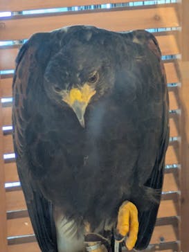 霞ケ浦 どうぶつとみんなのいえに投稿された画像（2025/8/25）