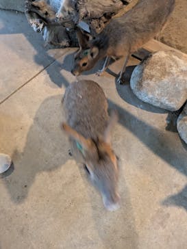 霞ケ浦 どうぶつとみんなのいえに投稿された画像（2025/8/25）