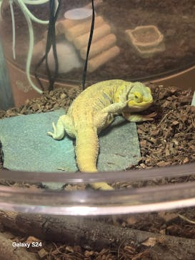 Moff animal cafe イオンモール幕張新都心店に投稿された画像（2025/8/25）