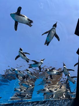 サンシャイン水族館に投稿された画像（2025/8/25）