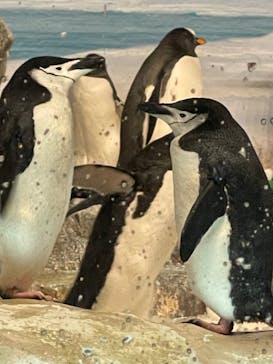 名古屋港水族館に投稿された画像（2025/8/25）