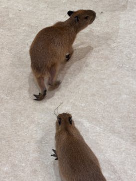 アニタッチららぽーと名古屋みなとアクルスに投稿された画像（2025/8/25）