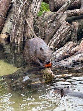 那須どうぶつ王国に投稿された画像（2025/8/25）