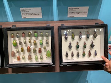 特別展 『昆虫 MANIAC』に投稿された画像（2025/8/25）