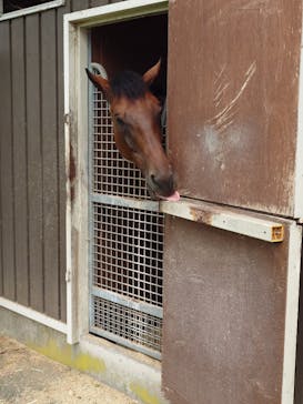 ノーザンホースパークに投稿された画像（2025/8/25）