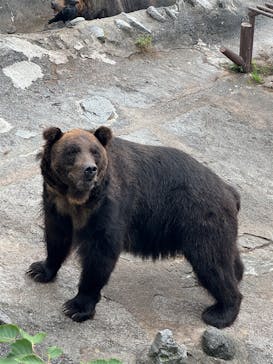 のぼりべつクマ牧場に投稿された画像（2025/8/25）