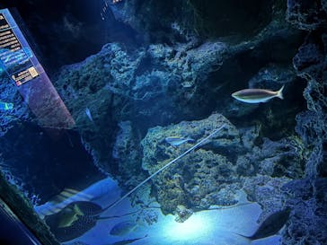 サンシャイン水族館に投稿された画像（2025/8/25）