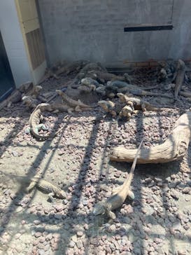 体感型動物園iZooに投稿された画像（2025/8/25）