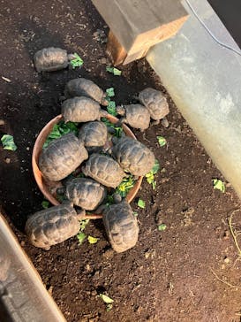 体感型動物園iZooに投稿された画像（2025/8/25）