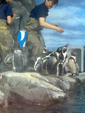 新江ノ島水族館に投稿された画像（2025/8/25）