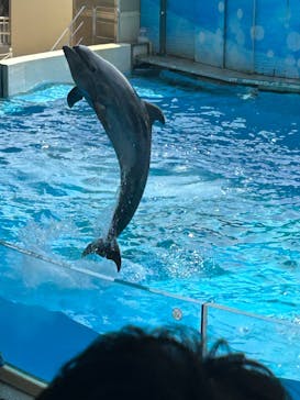 新江ノ島水族館に投稿された画像（2025/8/25）