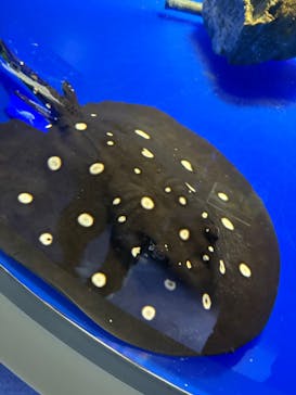 サケのふるさと 千歳水族館に投稿された画像（2025/8/25）