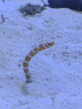 名古屋港水族館に投稿された画像（2025/8/25）