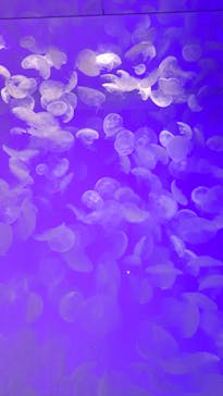 アクアワールド茨城県大洗水族館に投稿された画像（2025/8/25）