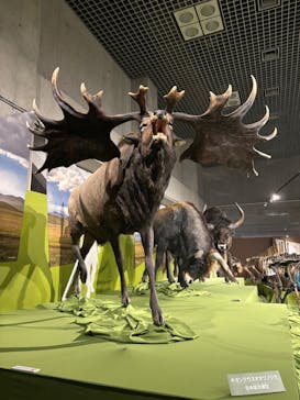 特別展「氷河期展 〜人類が見た4万年前の世界〜」（国立科学博物館）に投稿された画像（2025/8/25）