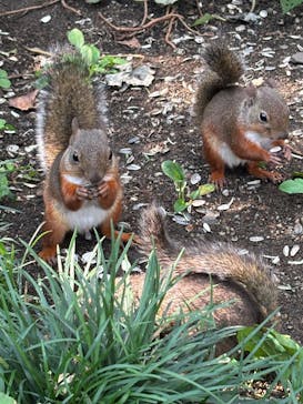 那須どうぶつ王国に投稿された画像（2025/8/25）