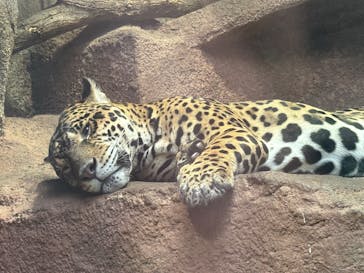 那須どうぶつ王国に投稿された画像（2025/8/25）